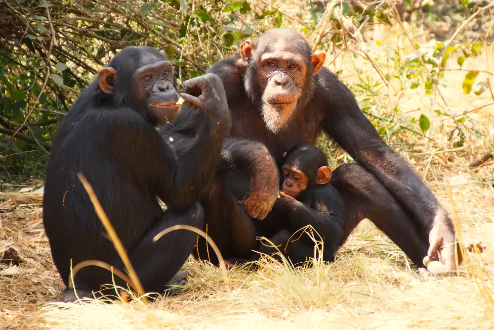 Chimpanzee and wildlife sanctuary
